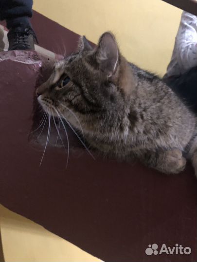 Кошка самец ласковый