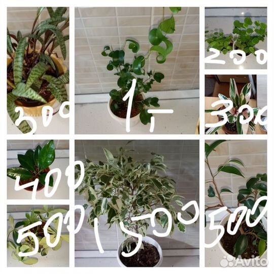 Комнатные цветы