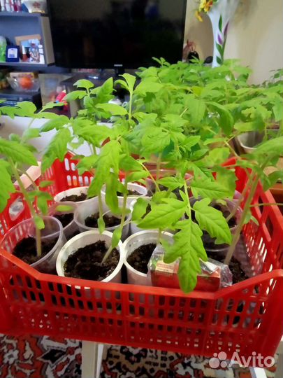 Рассада помидор