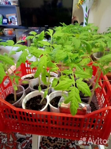 Рассада помидор