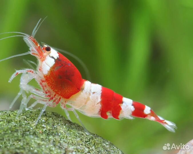 Аквариумные креветки (каридины и неокаридины)