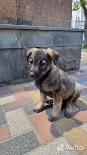 Собака в добрые руки щенок