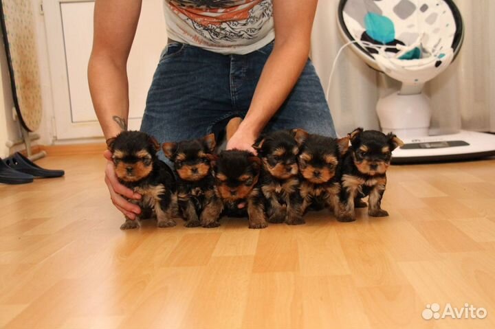 Беби фейс мини и Микро йорки