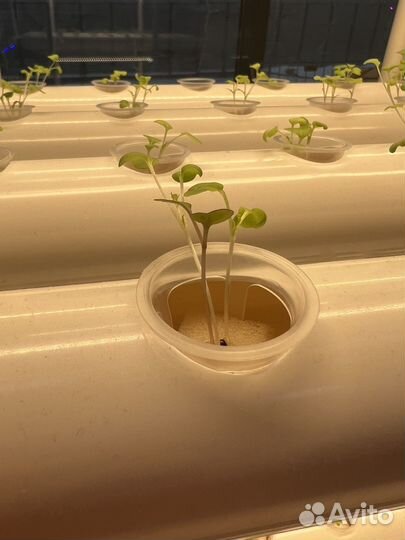 Установка для выращивания зелени и овощей