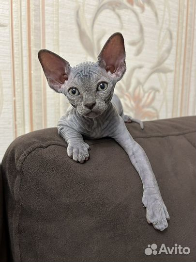 Канадский сфинкс котенок