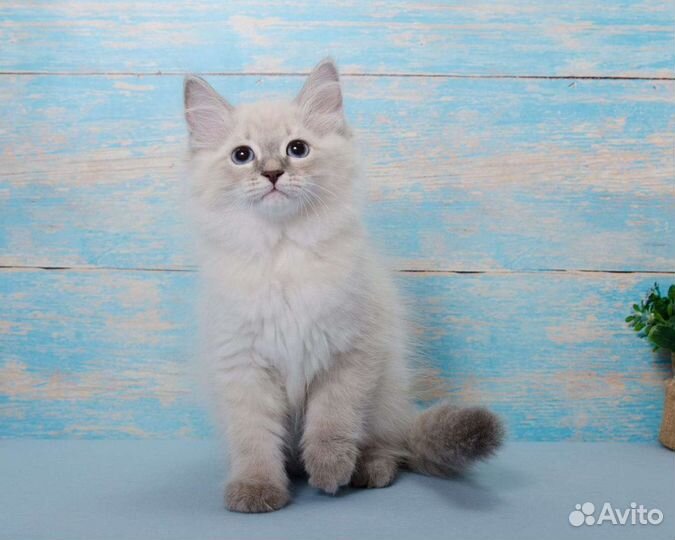 Нарядные котята