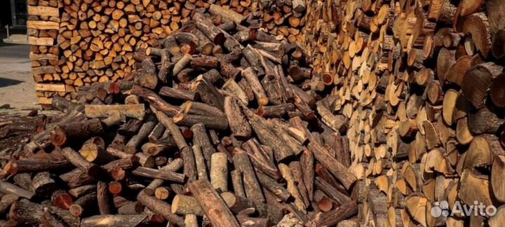 Береза на выбор