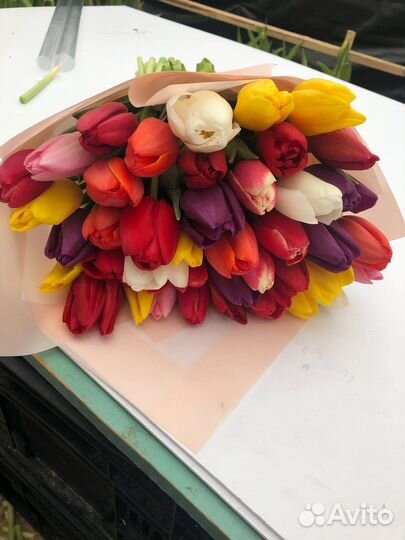 Луковицы тюльпанов после выгонки