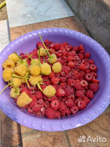 Саженцы ремонтантной малины