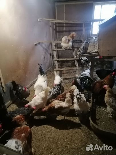 Куры домашние