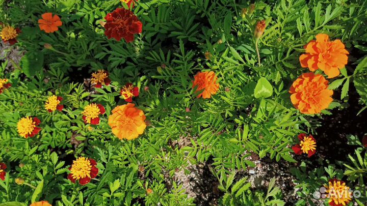 Рассада и семена бархатцы