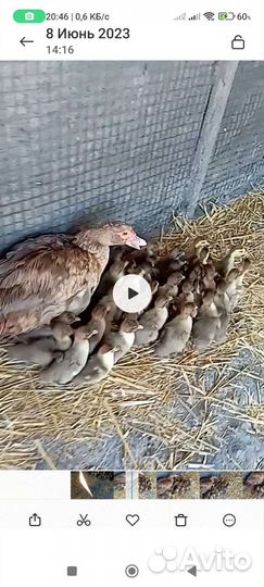 Утка с утятами