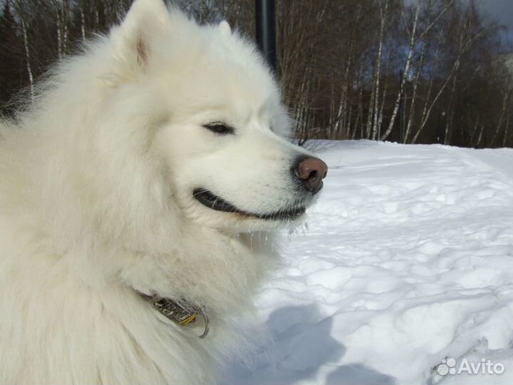 Вязка собак