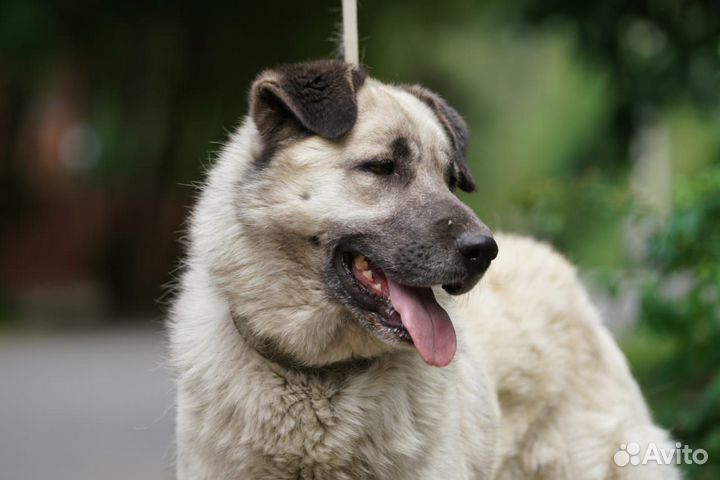 Ищет дом чудесный Крош