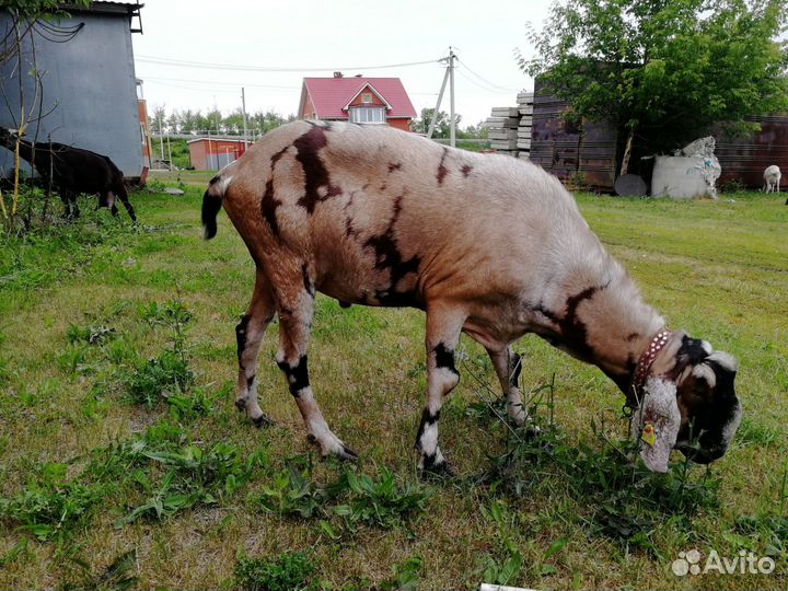 Козлы, козы