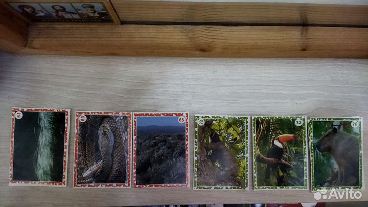 Наклейки Живая планета пуд