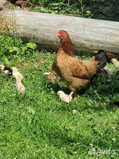 Карликовая бентамка и цыплята