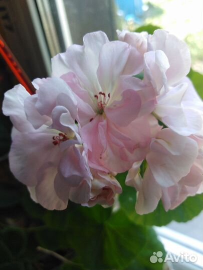 Миниатюрная герань 