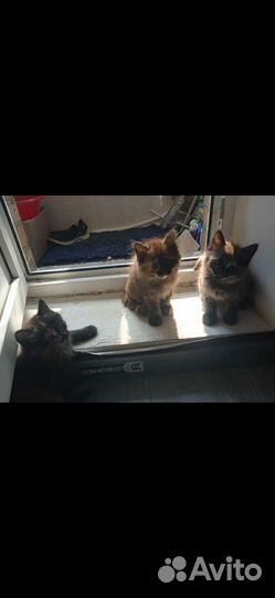 Котята новая порода