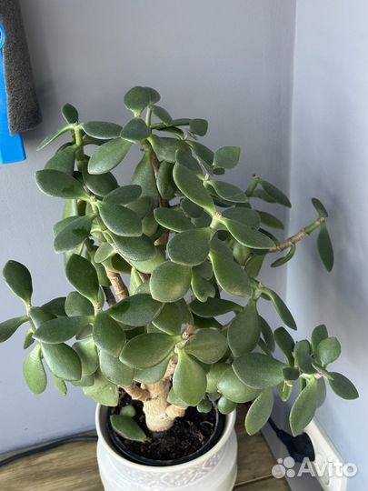 Денежное дерево толстянка крассула