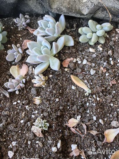 Суккуленты