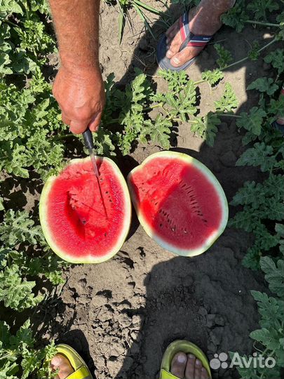 Арбуз сорта Каристан