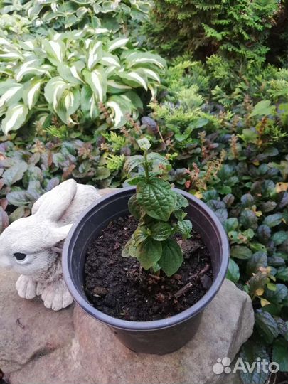 Дерен Компресса