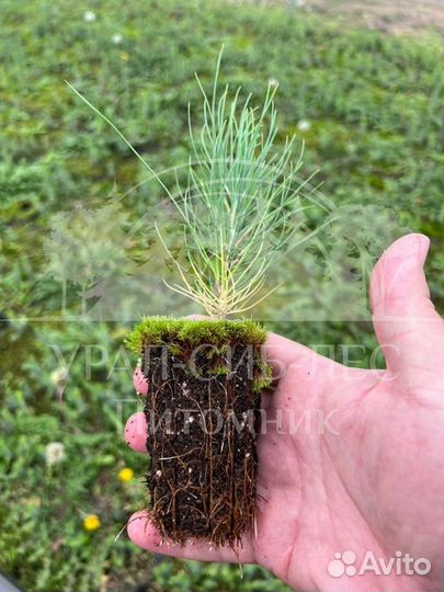 Лиственница Сибирская зкс сеянцы