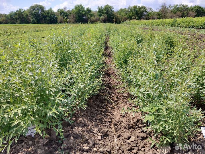 Саженцы декоративных и плодовых