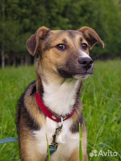 Щенок мальчик 7 месяцев