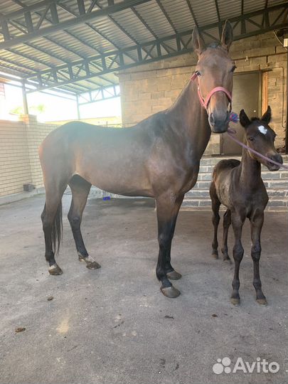 Кобылу с жеребенком