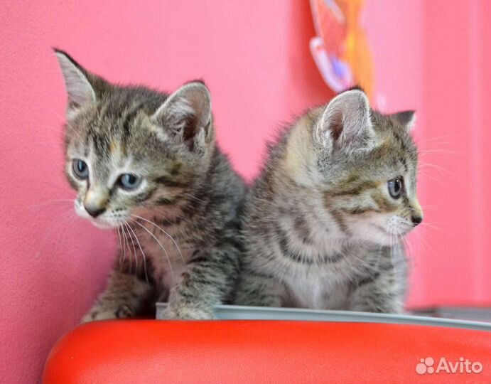 Котята девочки