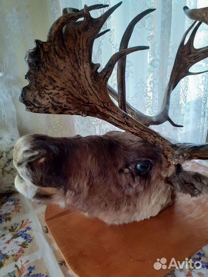 Чучело головы оленя