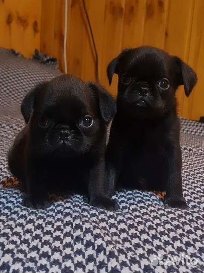 Пти-брабансульки