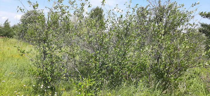 Участок 5 сот. (СНТ, ДНП)