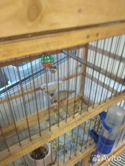 Декоративные птицы