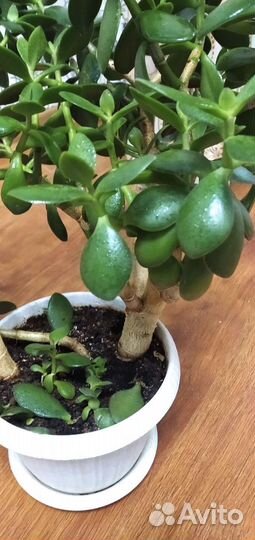 Красивое денежное деревце