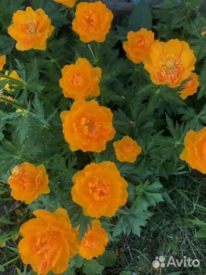 Купальница