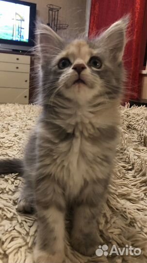 Котята Мейн-кун