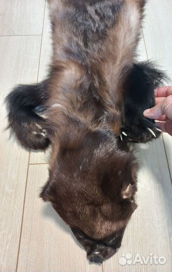 Шкура росомахи целиковая