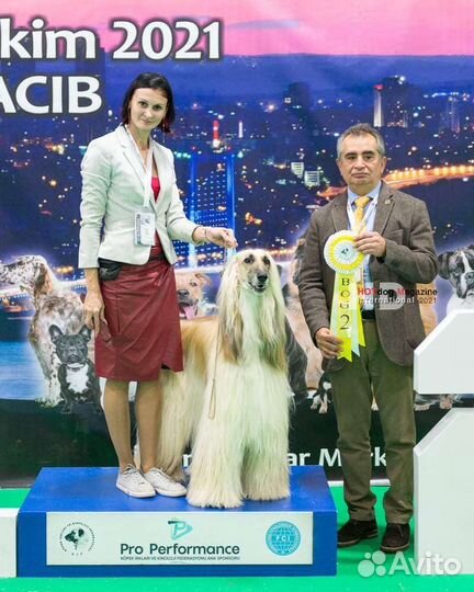 Предлагаю услуги хендлера