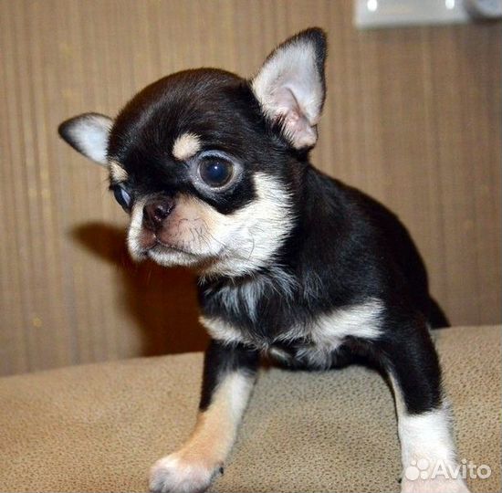 Чихуахуа большой выбор курносеньких малышей