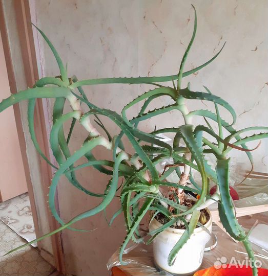 Алоэ столетник от 7 лет