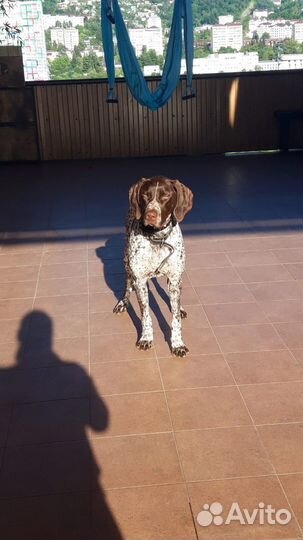 Курцхаар вязка