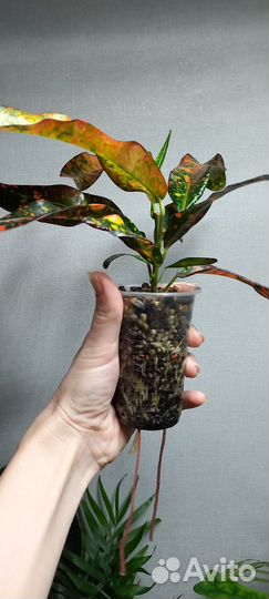 Кротон Батик