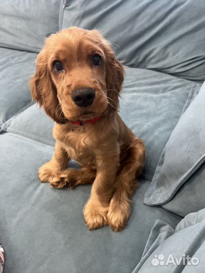 Передержка собак, кошек, грызунов, птиц