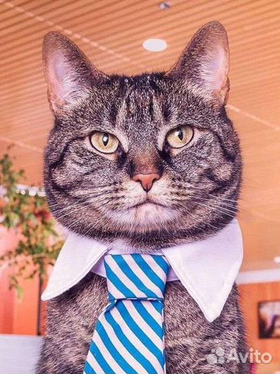 Срочный выкуп квартир. Недвижимости. Долей