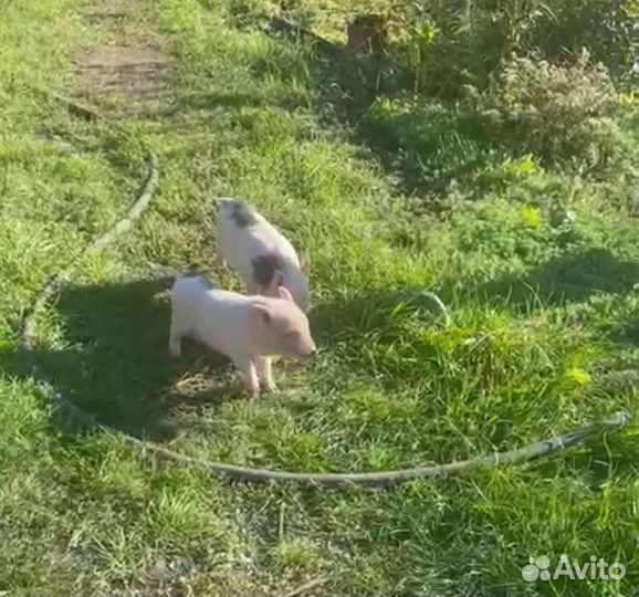 Поросята вьетнамские вислобрюхие