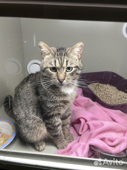 Котик Пончик в дар