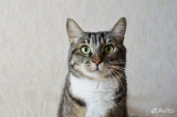 Котик в добрые руки